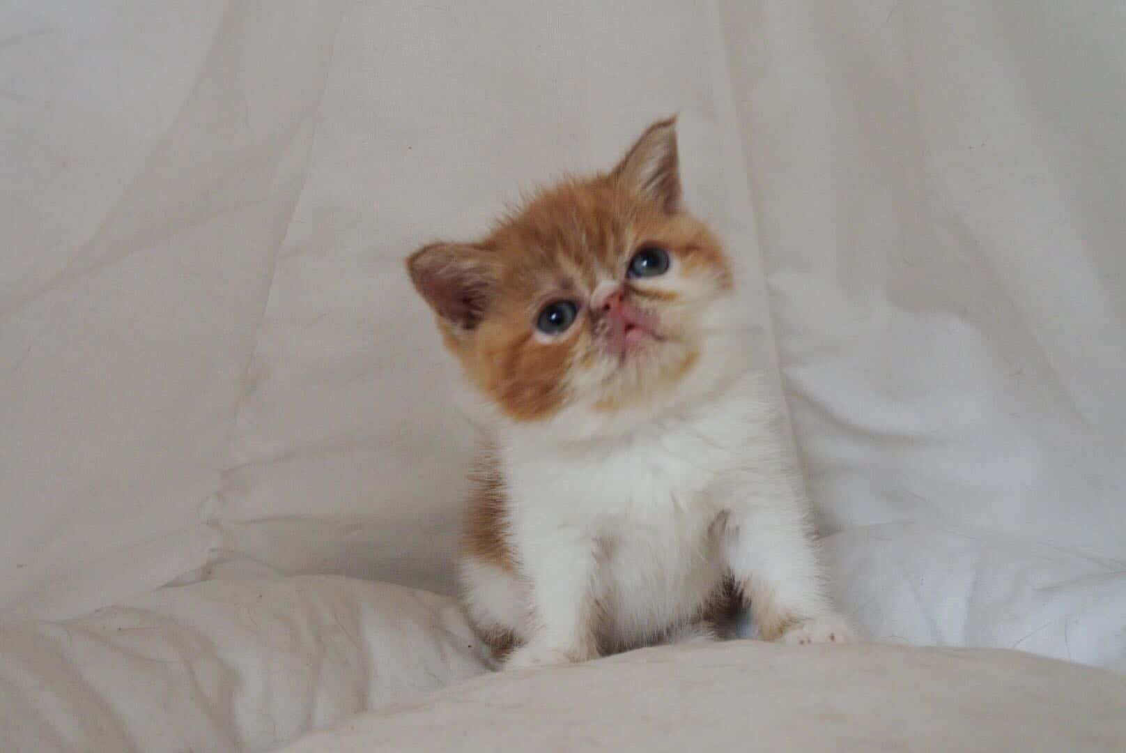 加菲猫妹妹幼猫 疫苗驱虫全打 无猫藓非常粘人可爱