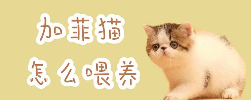 加菲猫怎么喂养